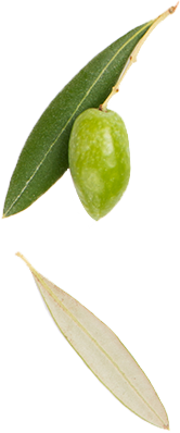 Green olive and two leaves