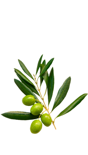 Olive branch in La Española Pure Olive Oil Variety