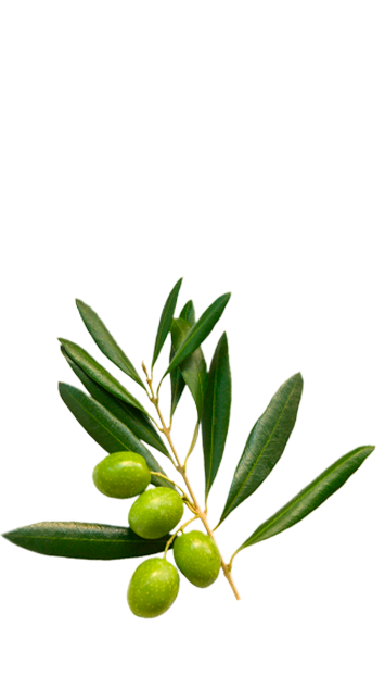 Olive branch in La Española Light in Colour Olive Oil Variety
