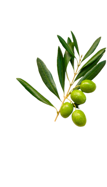 Olive branch in La Española Extra Virgin Olive Oil Variety page