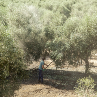 A person is working in an olive grove surrounded by susstainable olive trees